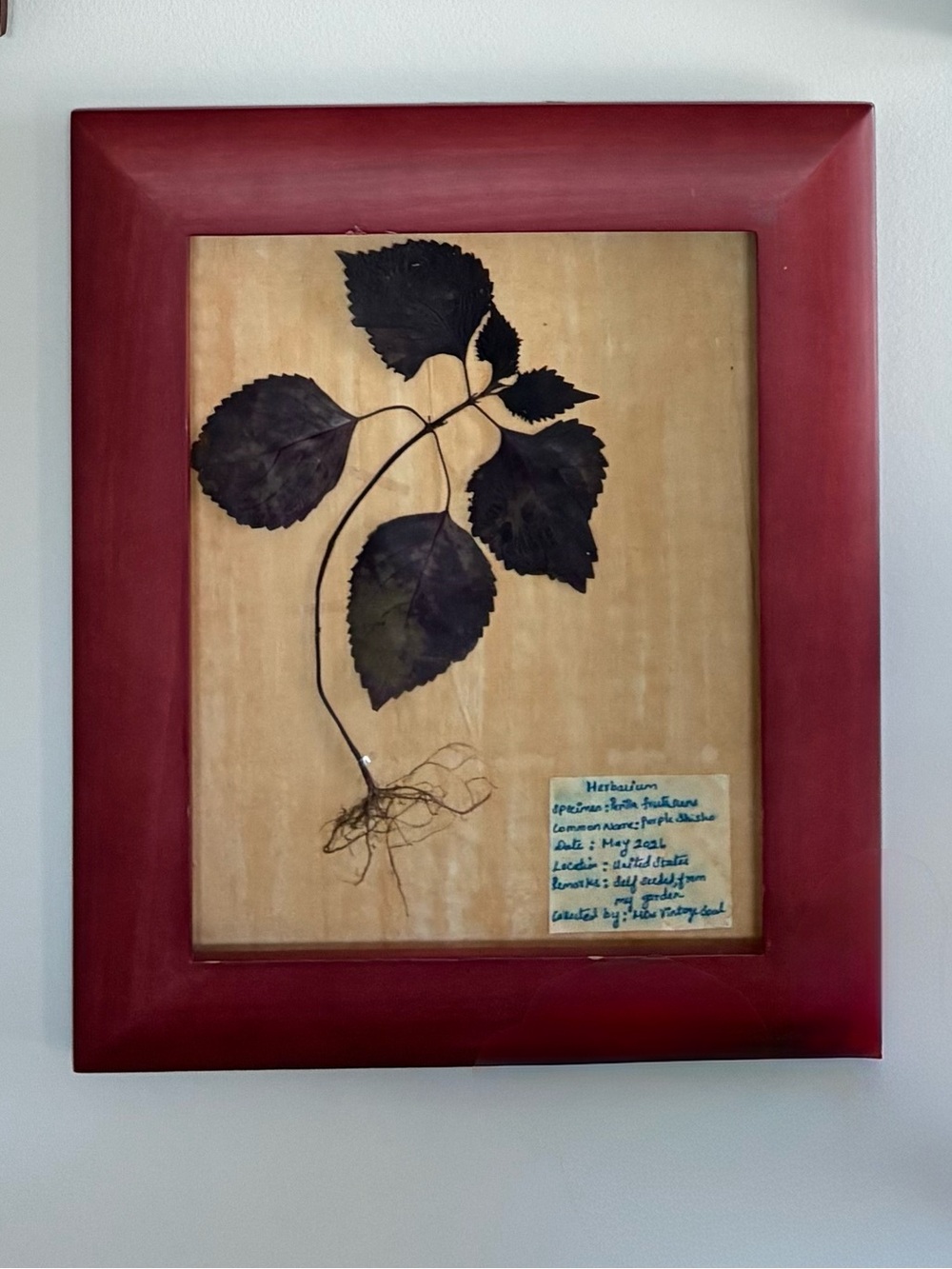 Framed Pressed Botanical Art - Deep Plum Leaves